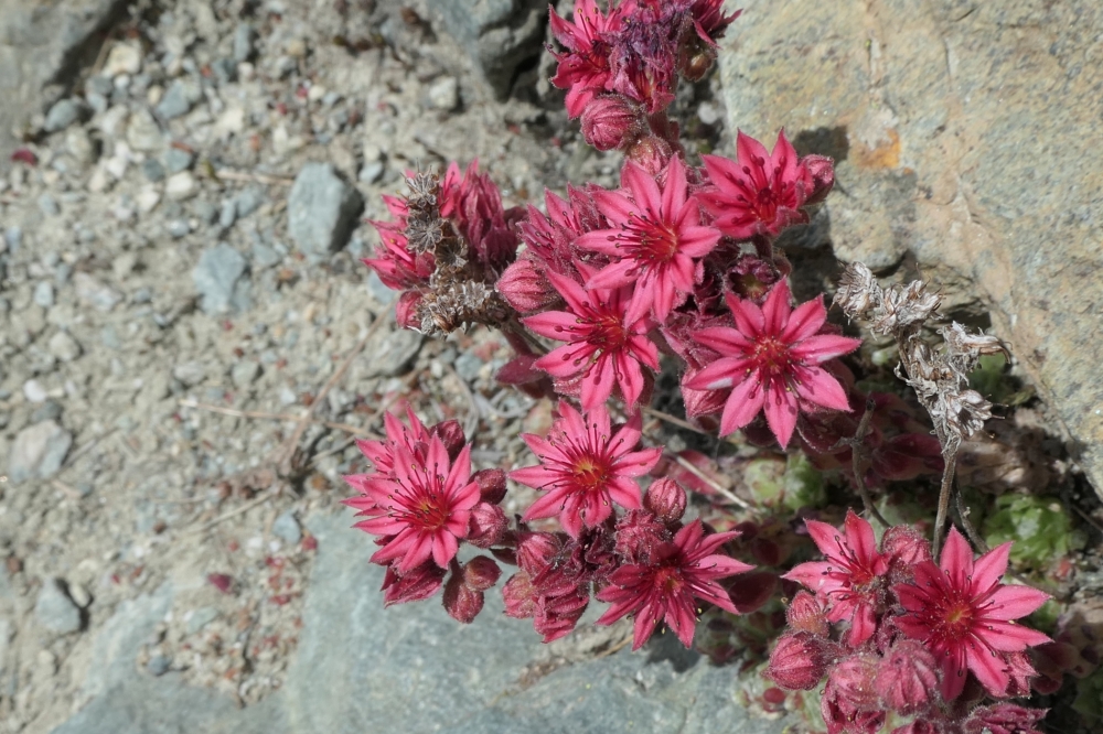 gabriellebos P1000536 Aangepast