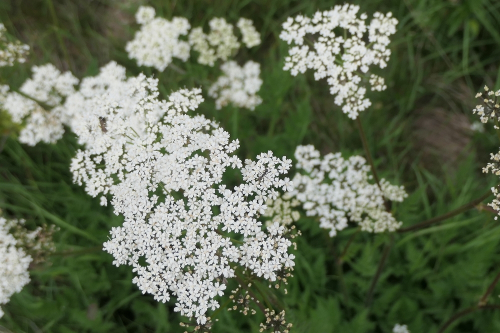 gabriellebos P1000583 Aangepast