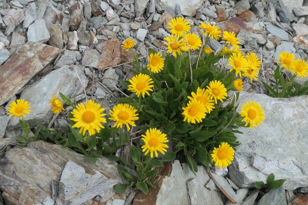 gabriellebos P1001048 Aangepast