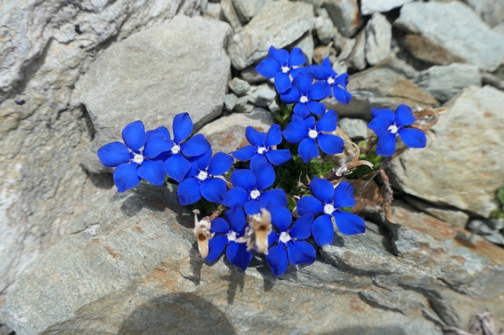 gabriellebos P1001050 Groot