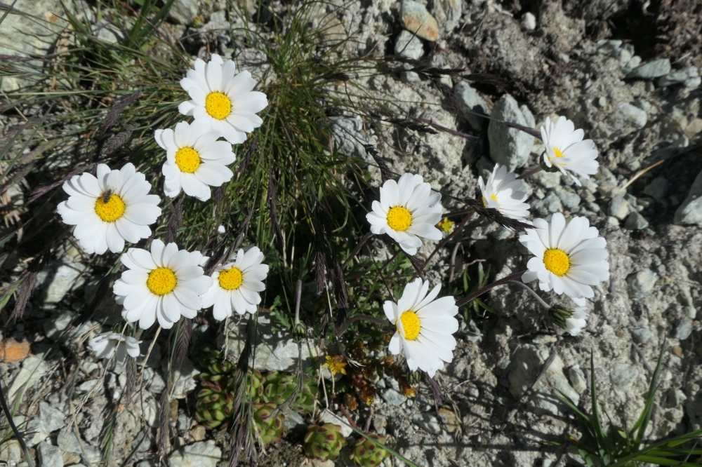 gabriellebos P1001122 Aangepast