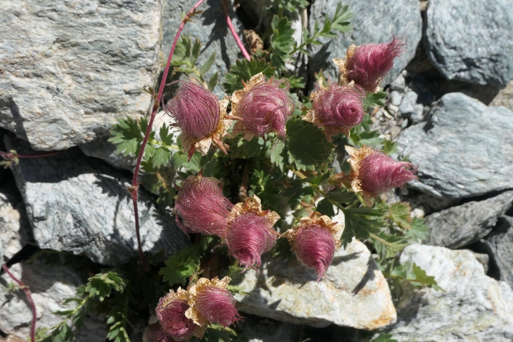 gabriellebos P1001170 Aangepast